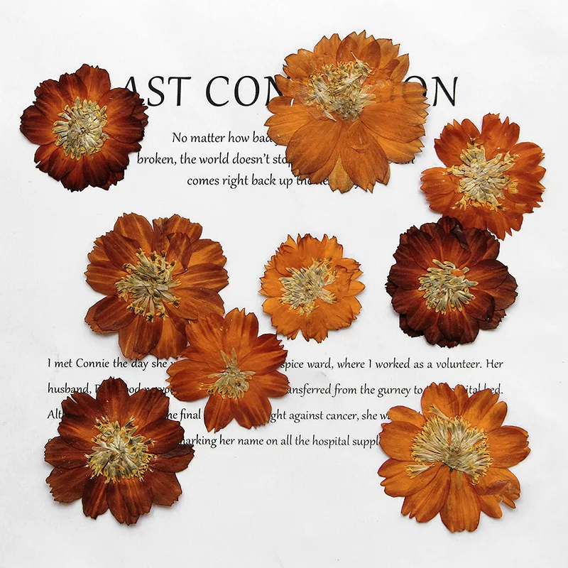 Dried Flower Bookmark - 12 adet/3-5 cm, Doğa preslenmiş Thiohua