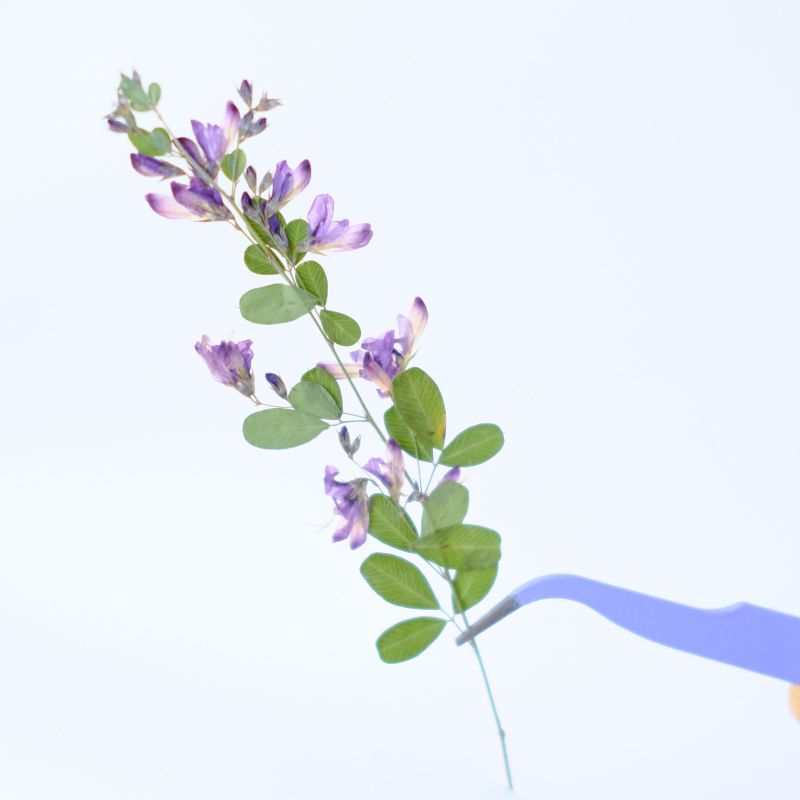 6 adet, doğa Lespedeza Formosa - Dried Flower Bookmark incelemesi ve fiyatı