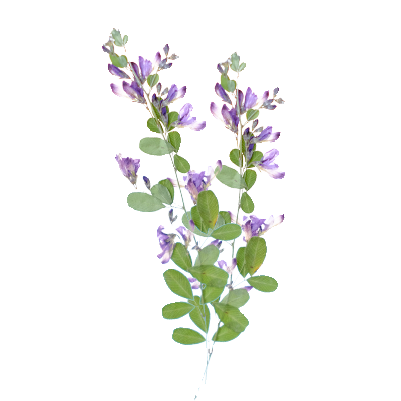 6 adet, doğa Lespedeza Formosa - Dried Flower Bookmark incelemesi ve fiyatı