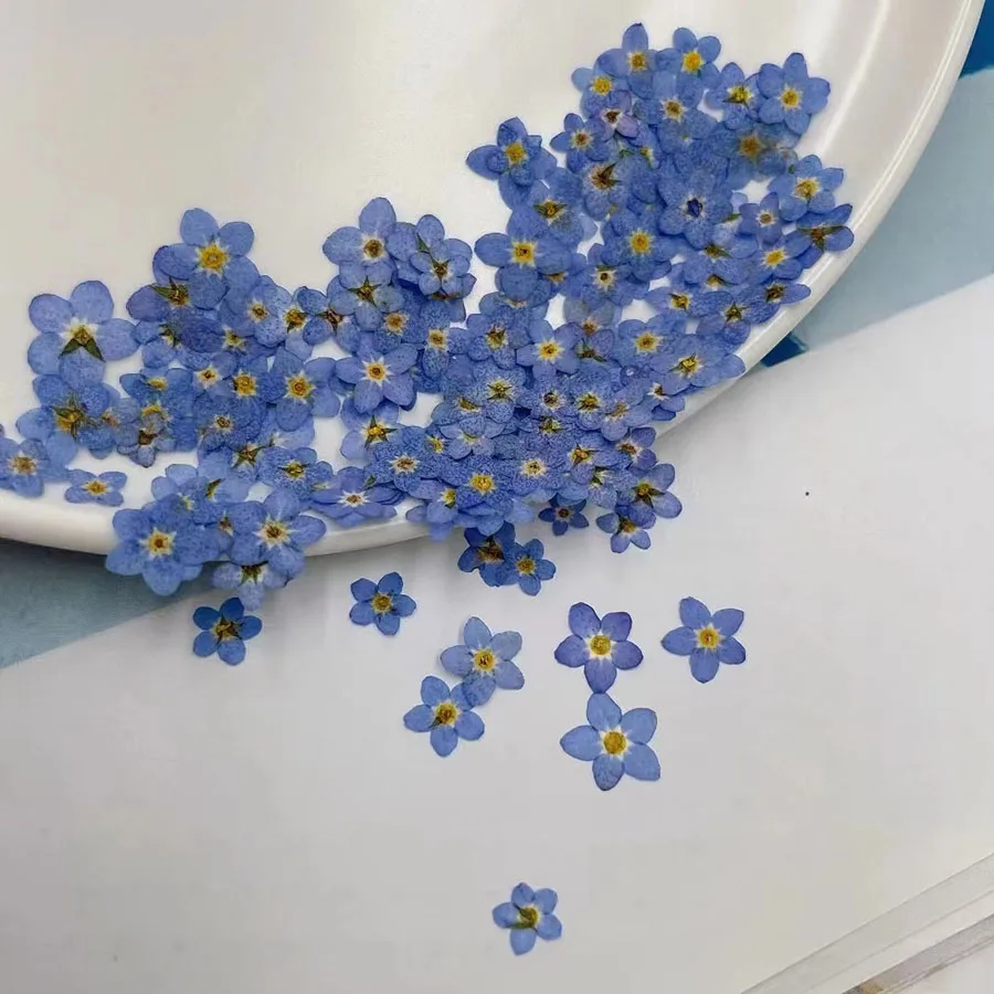 Doğal Preslenmiş Kurutulmuş Ma - Dried Flower Bookmark incelemesi ve fiyatı