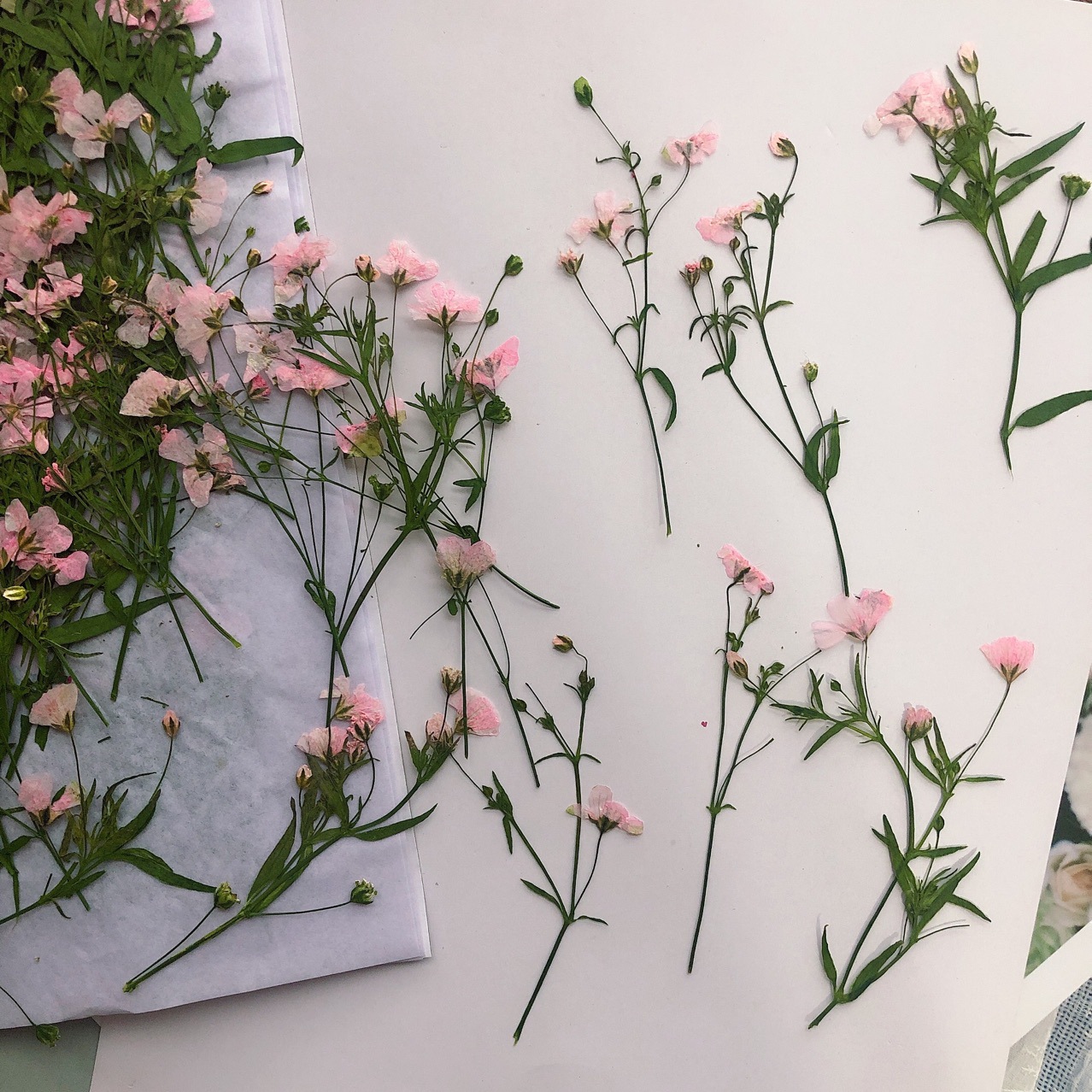 12 adet 5-6 cm Kuru Çiçek kafa - Dried Flower Bookmark incelemesi ve fiyatı