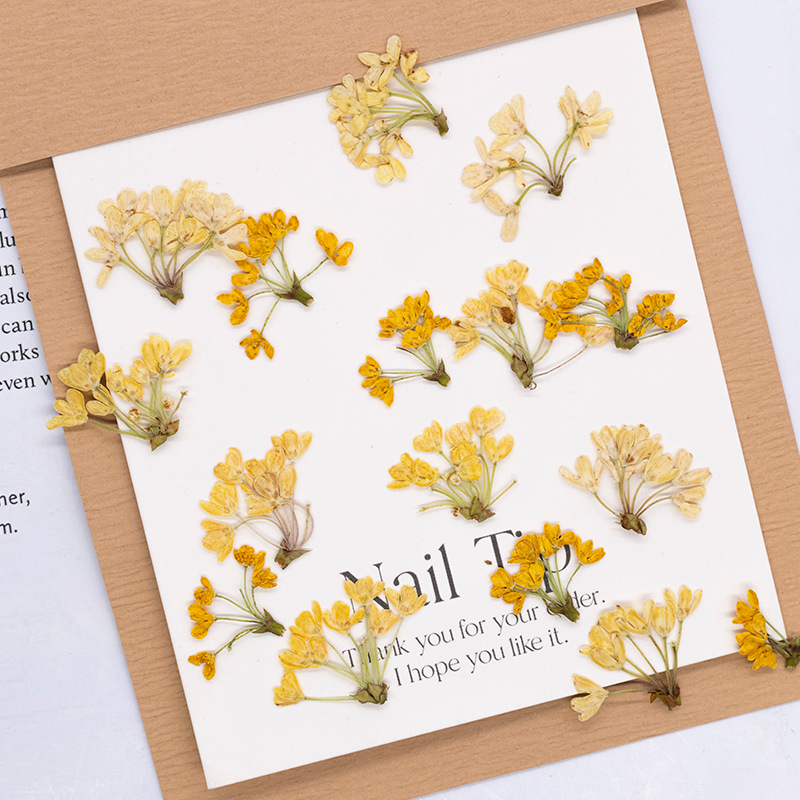 24 adet, Doğal Gerçek Preslenm - Dried Flower Bookmark incelemesi ve fiyatı