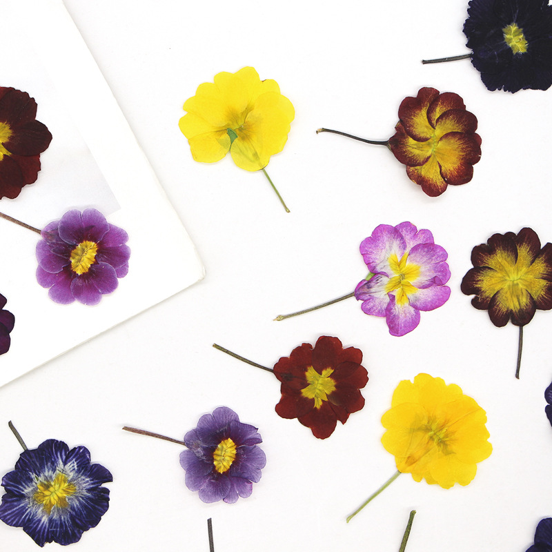 48 Adet Avrupa Çiçeksiği Öğret - Dried Flower Bookmark incelemesi ve fiyatı