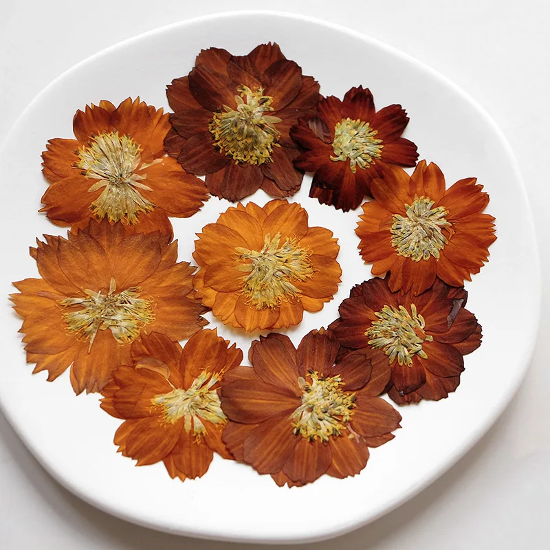 12 adet/3-5 cm, Doğa preslenmi - Dried Flower Bookmark incelemesi ve fiyatı
