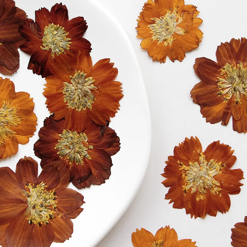 12 adet/3-5 cm, Doğa preslenmi - Dried Flower Bookmark incelemesi ve fiyatı
