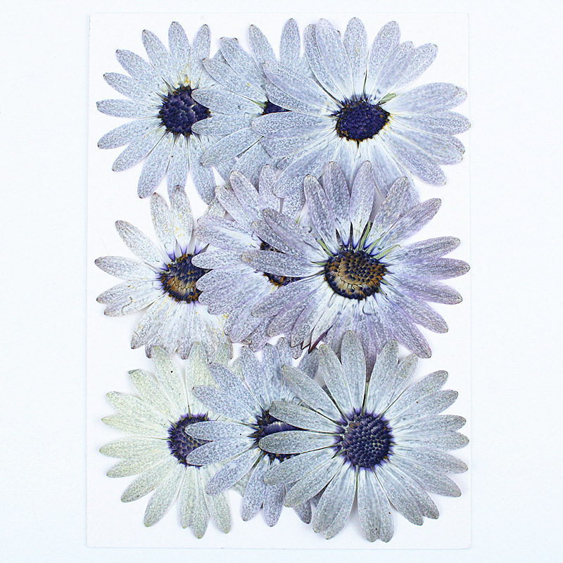 12 adet/4-6 cm, Premium Gri-Be - Dried Flower Bookmark incelemesi ve fiyatı